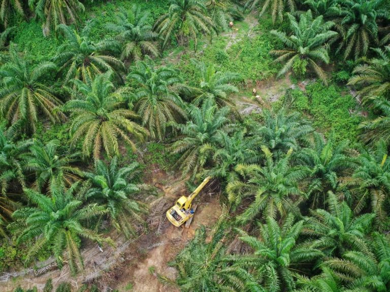 Hutan TNGL