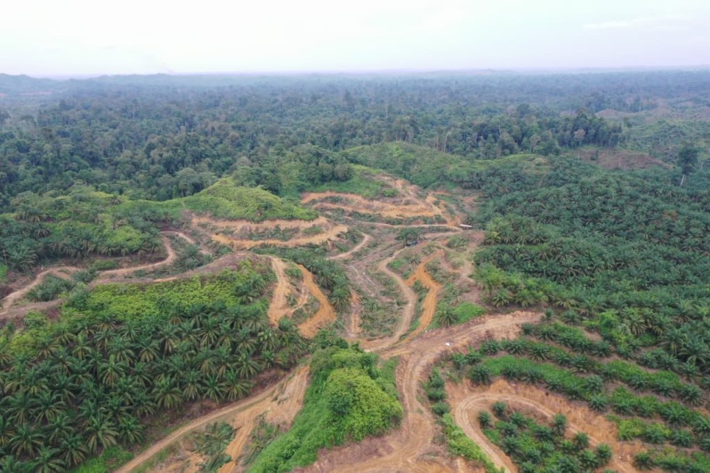 hutan TNGL
